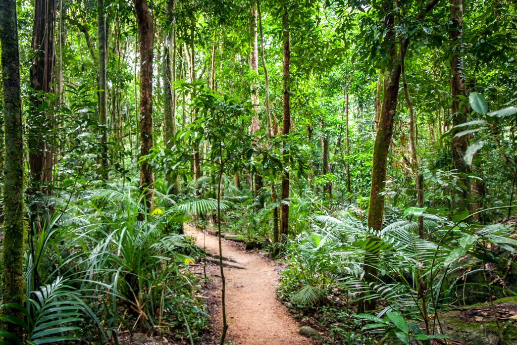 Selva tropical de Daintree